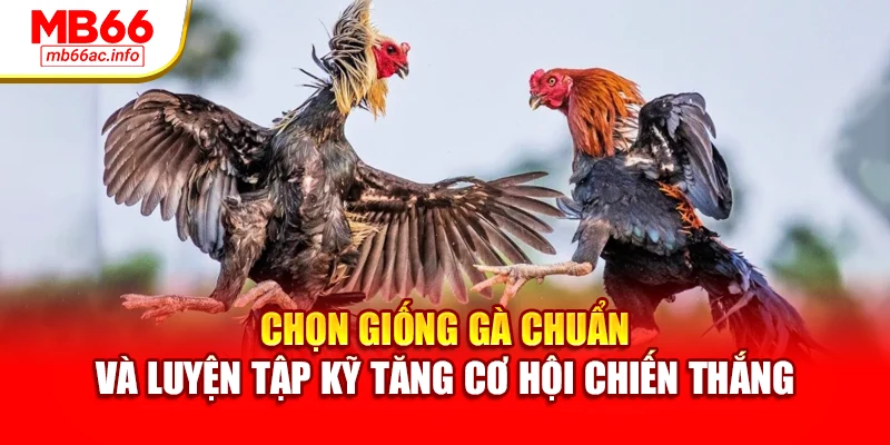 Chọn giống gà chuẩn và luyện tập kỹ tăng cơ hội chiến thắng