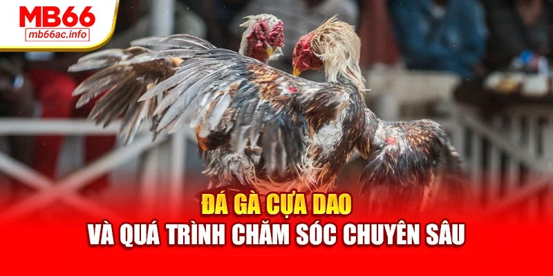 Đá gà cựa dao và quá trình chăm sóc chuyên sâu