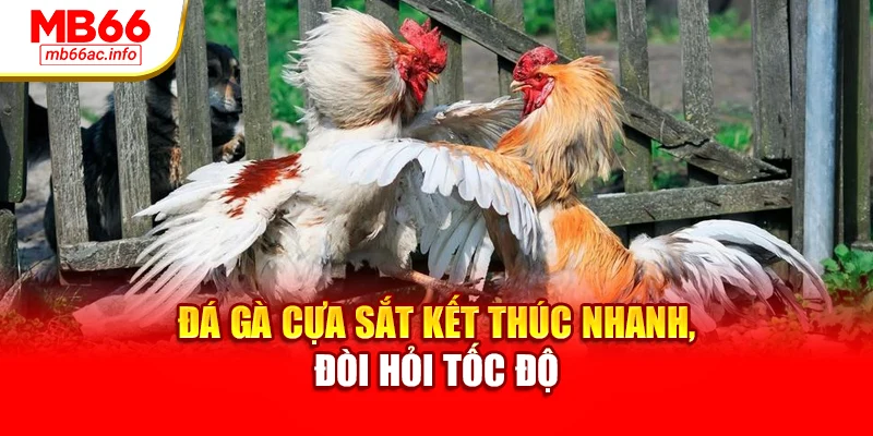 Đá gà cựa sắt kết thúc nhanh, đòi hỏi tốc độ