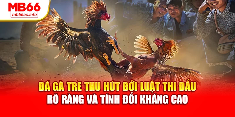 Đá gà tre thu hút bởi luật thi đấu rõ ràng và tính đối kháng cao