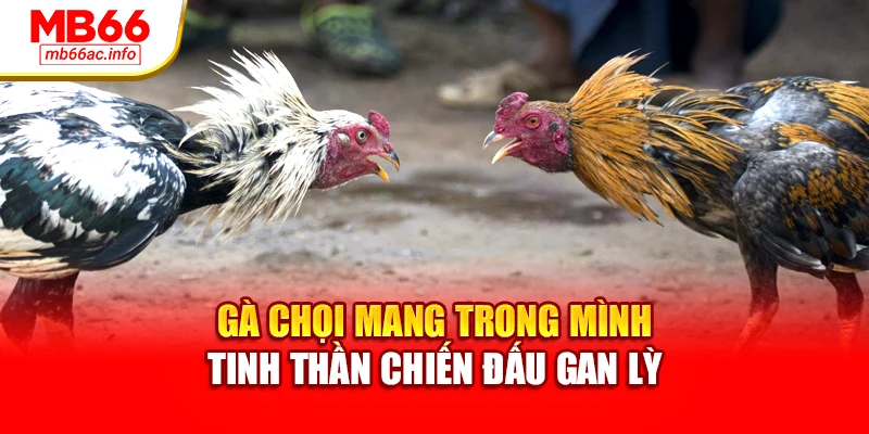 Gà chọi mang trong mình tinh thần chiến đấu gan lỳ