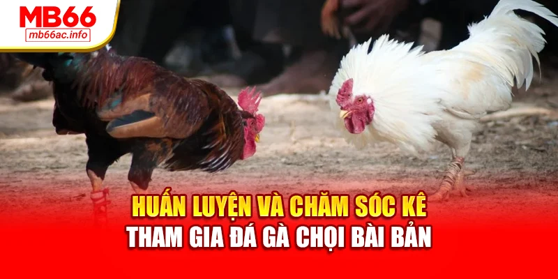 Huấn luyện và chăm sóc kê tham gia đá gà chọi bài bản