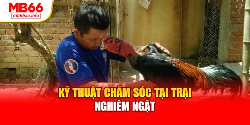 Kỹ thuật chăm sóc tại trại nghiêm ngặt