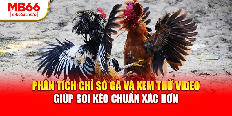 Phân tích chỉ số gà và xem thử video giúp soi kèo chuẩn xác hơn