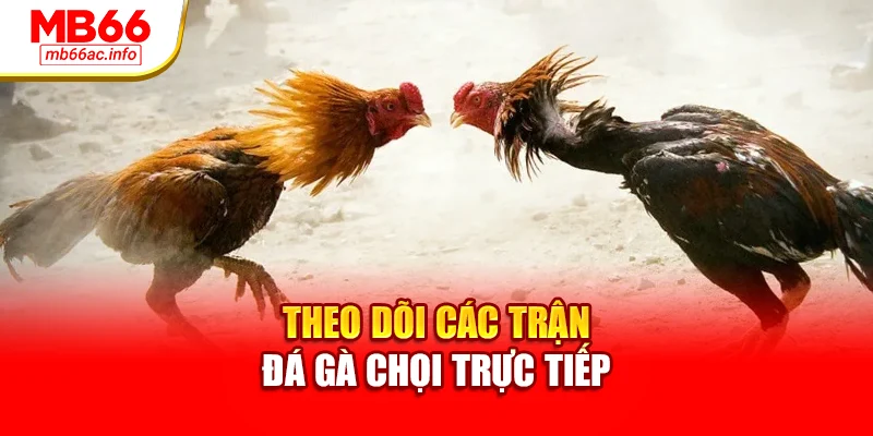 Theo dõi các trận đá gà chọi trực tiếp