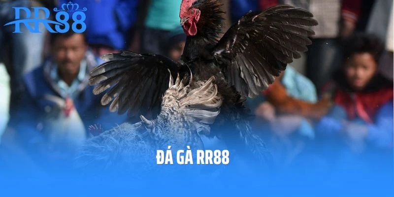 Các Hình Thức Đá Gà Tại RR88