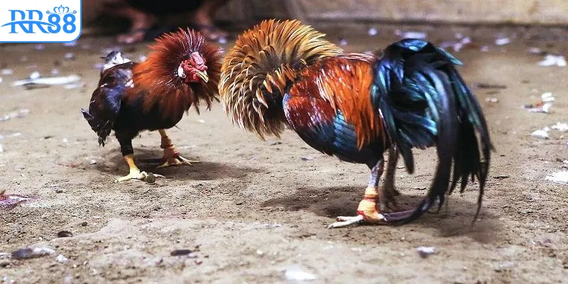 RR88 Đá Gà Uy Tín Không – Các Yếu Tố Đánh Giá
